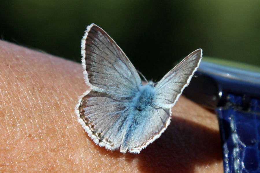 Id. Lycaenidae - Polyommatus (Meleageria) coridon